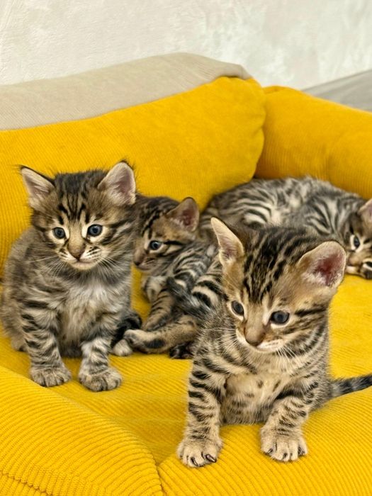 Бенгальские котята