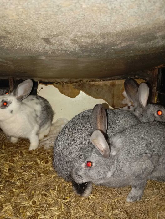 Продам кроликов!