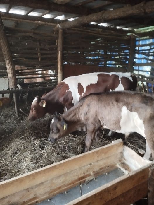 De vânzare 16 vitei 11taurasi și 5vitele detalii despre acest ea la Nr de tel 0774423055