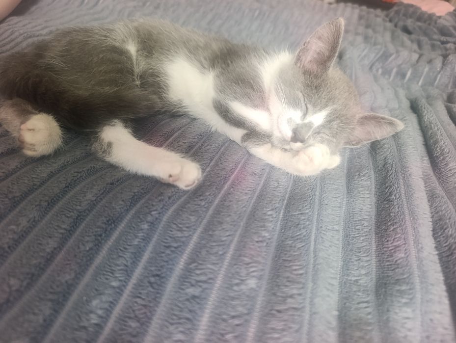 Котёнка в добрые руки