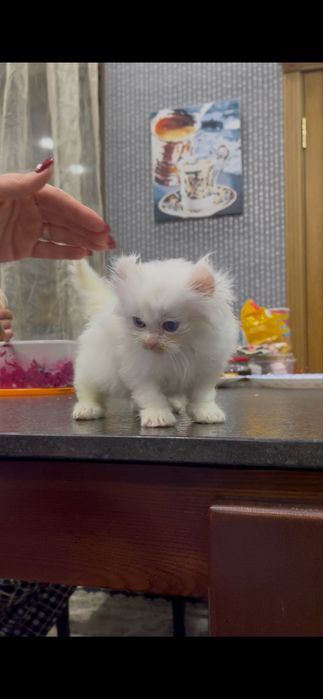 Мальчик Американский Керл