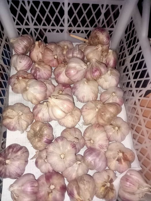 Продам дачный чеснок