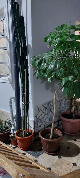 100 ta ga yaqin gullar mavjud