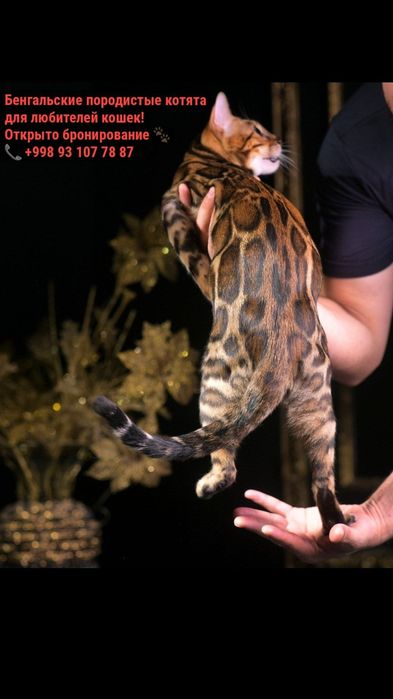 Mushuklar bengal sotiladi faqat bollari