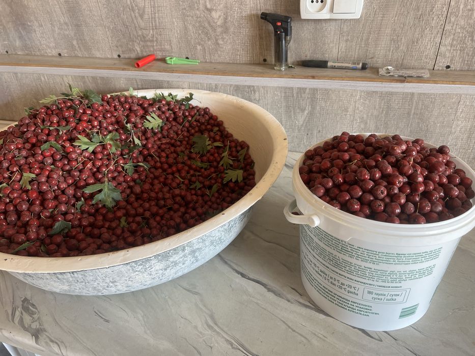 Продам боярышник