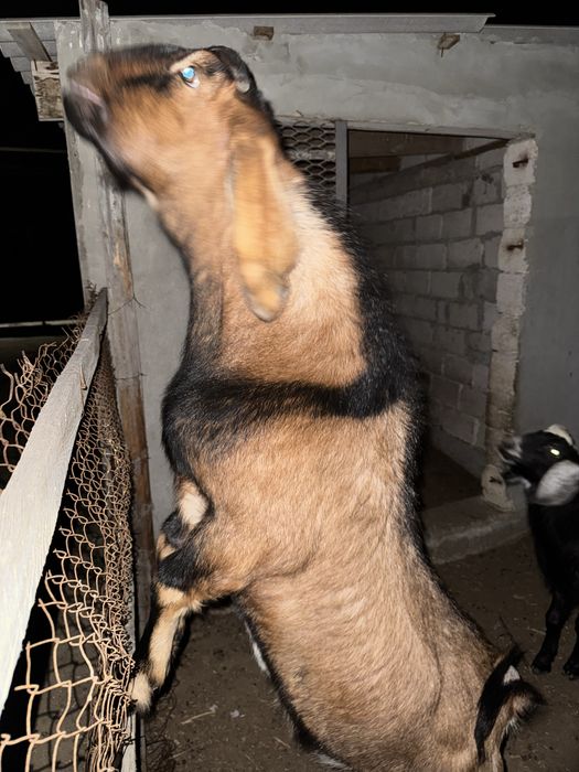 100% англо нубий теке лақтар сатылады