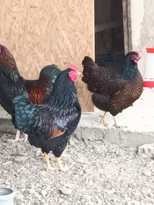 Cocosi Barnevelder