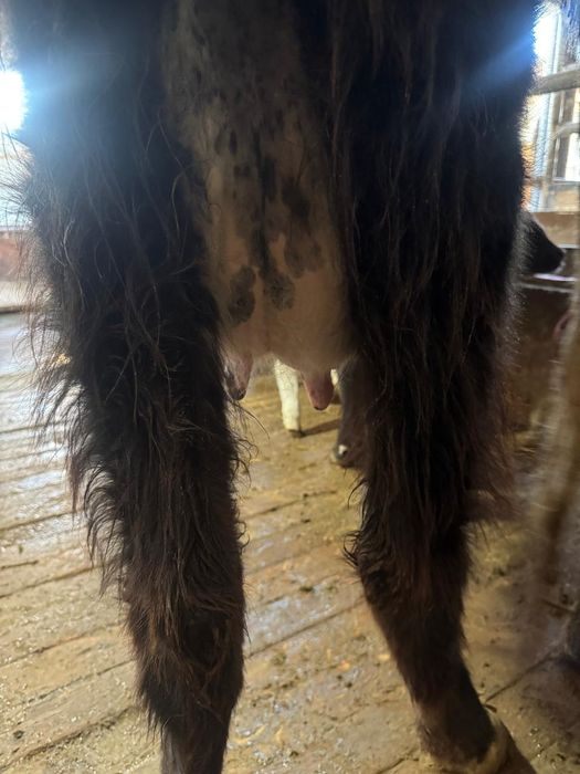 Қара Төбелі сауынды сиыр