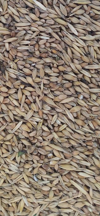 Продам Зерносмесь, дроблёнку.