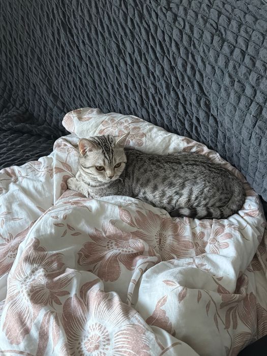 Кот скоттиш-страйт для вязки