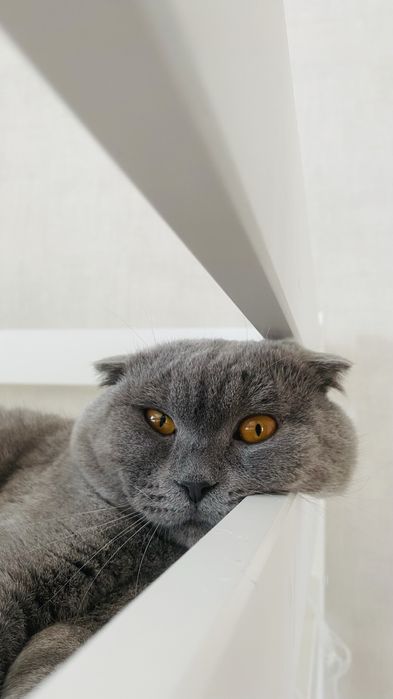 Шотландец вислоухий на вязку