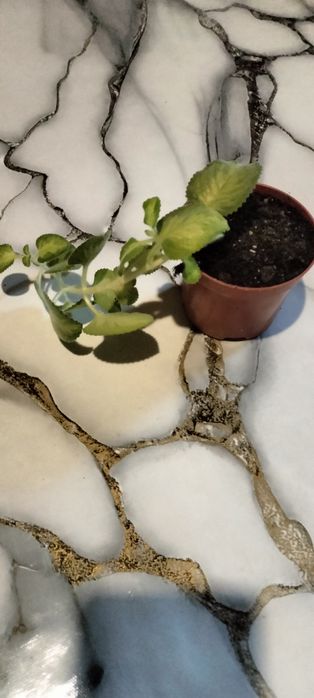 Продам мята плектрантус.