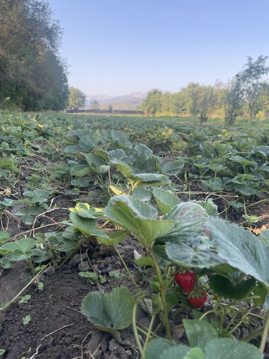 Усики клубники ремонтантные