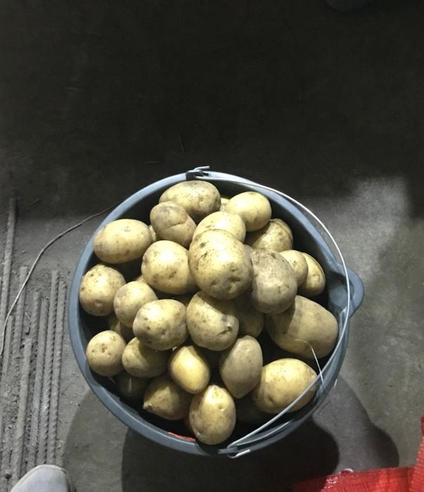 Продам домашний картофель