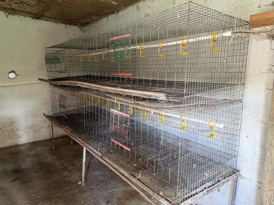 Custi  gaini ouatoare