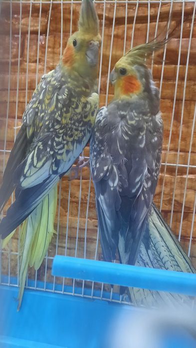 Продам пару карелл