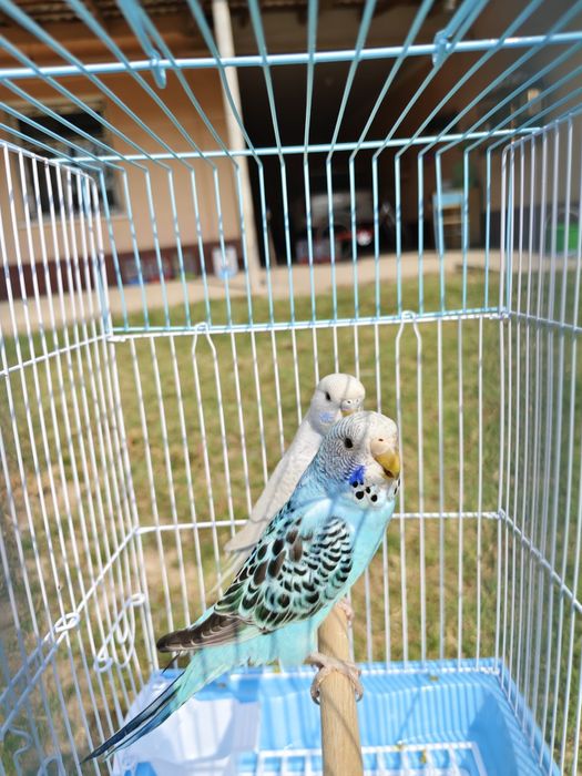 Попугай комплект с клеткой