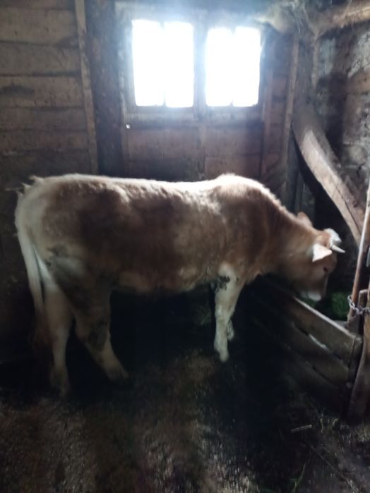 Vind junincă rasă Bălțată Românească