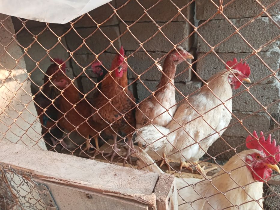 Yosh tovuqqa quysa buladigan xurozlar sotiladi