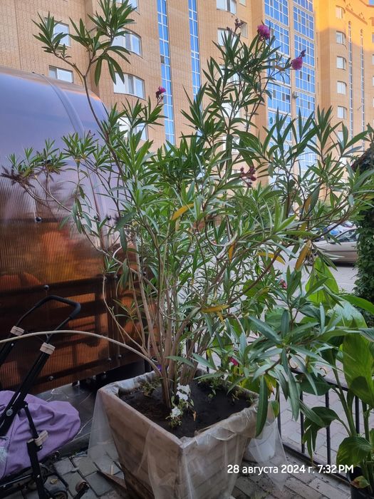 Продам большой  олеандр