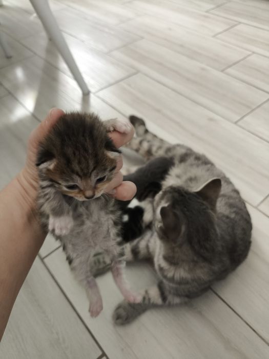 Кошка с новорожденным котятами