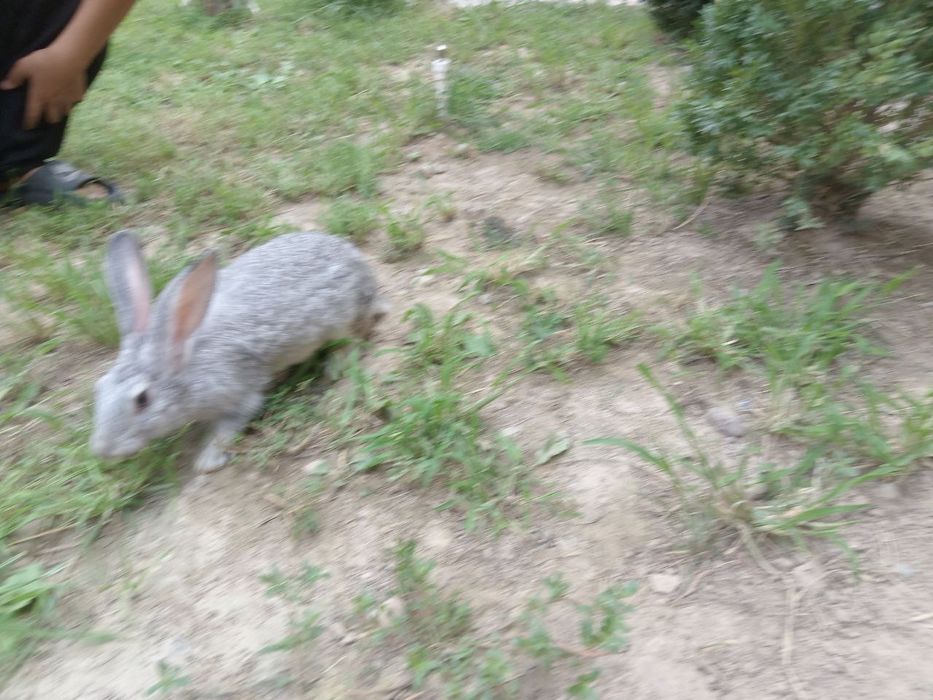 Куйон сотилади срочна!