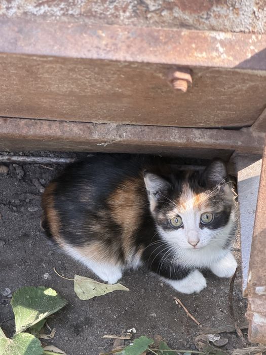 Котята трех цветноые