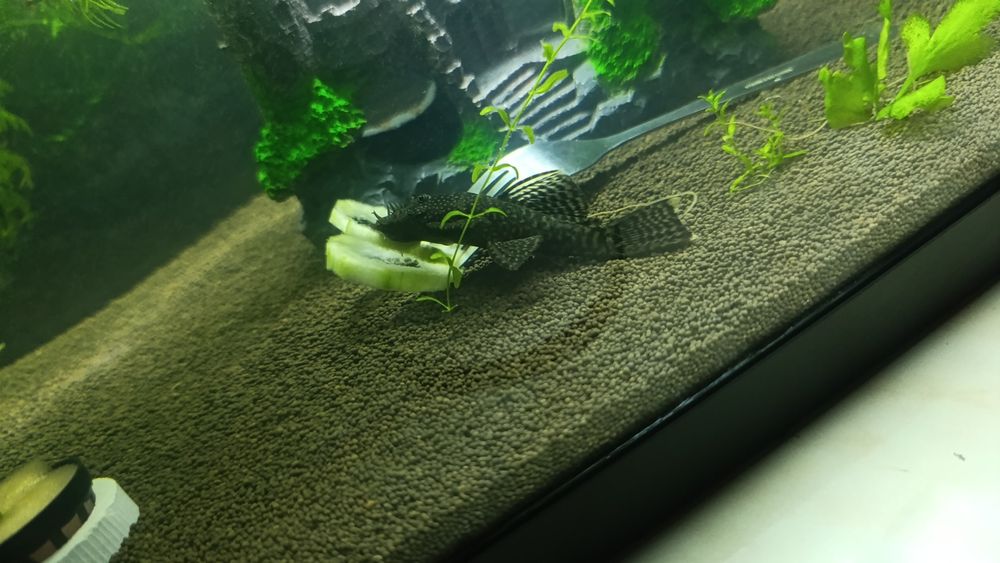 Аквариум балықтар