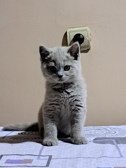 Котенок  3 месяца мугук бооаси