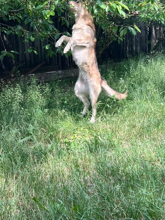 2 câini Husky se oferă spre adopție