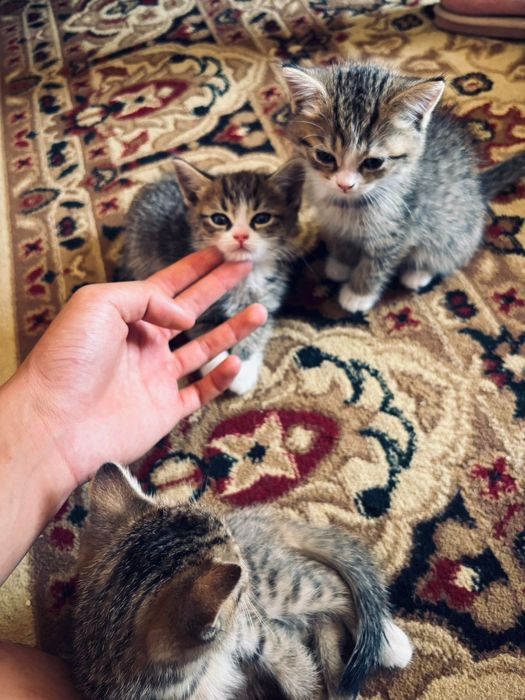 Кошка с котятой Кошки