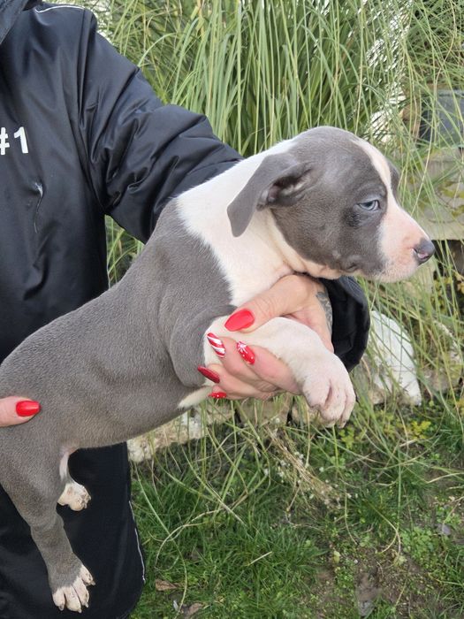 Американско Були[American Buly]