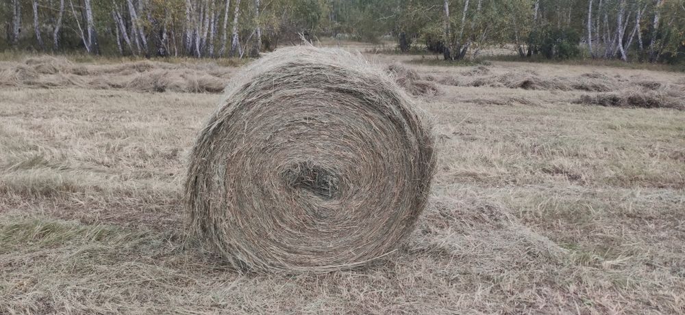 Продам сено в рулонах
