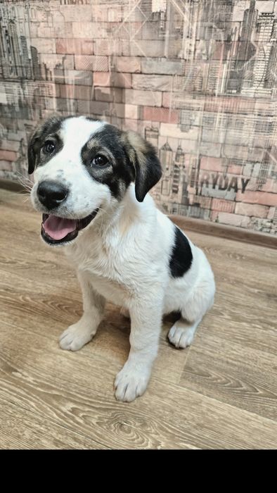 Отдам щенка алабая 3 месяца кабель