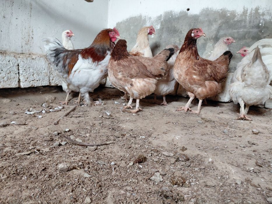 Тауыктар сатылады