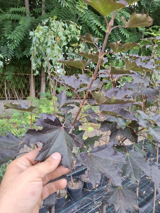 Acer crimson king в саксия