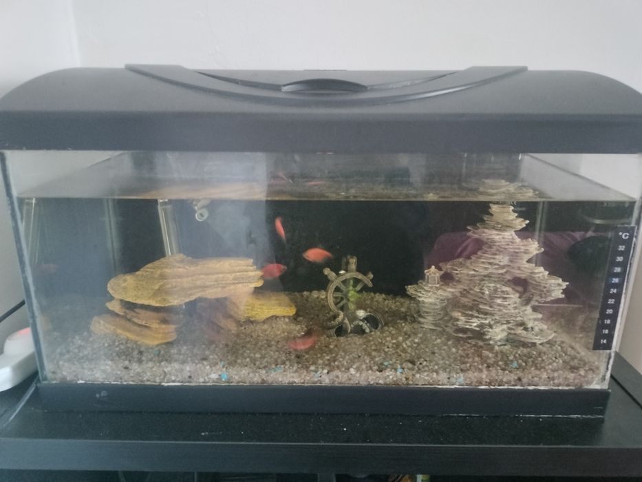 Acvariu  diversa eco 60