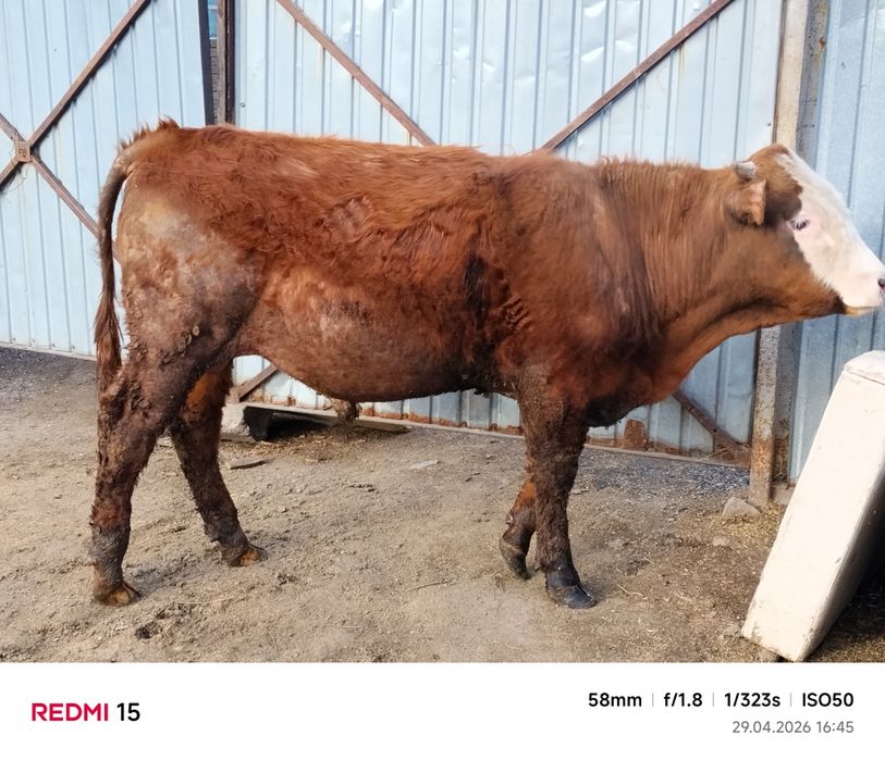 1 жылдық бұқа...