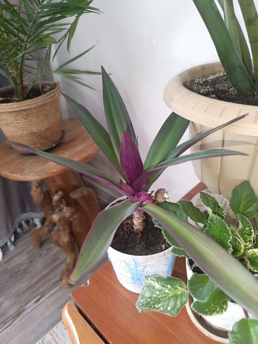 Продам комнатные цветы