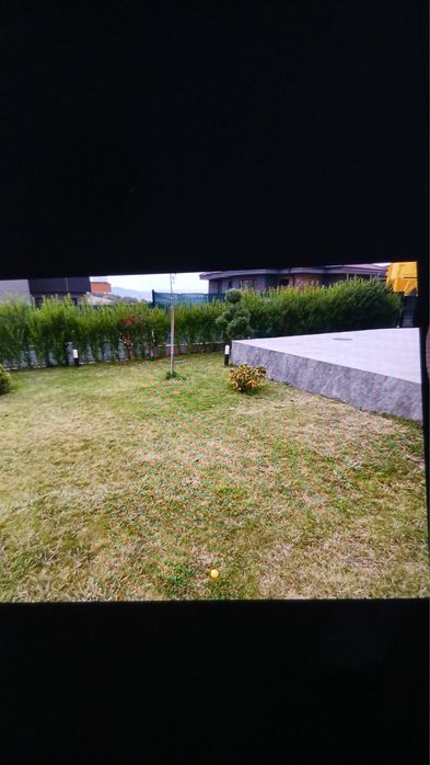 Лигуструм  отгледан