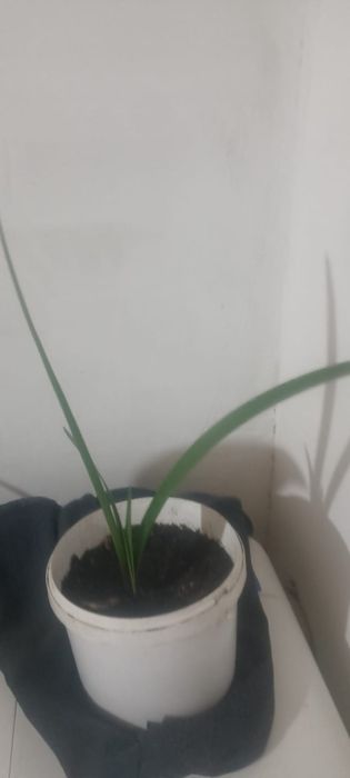 Продам комнатные цветы