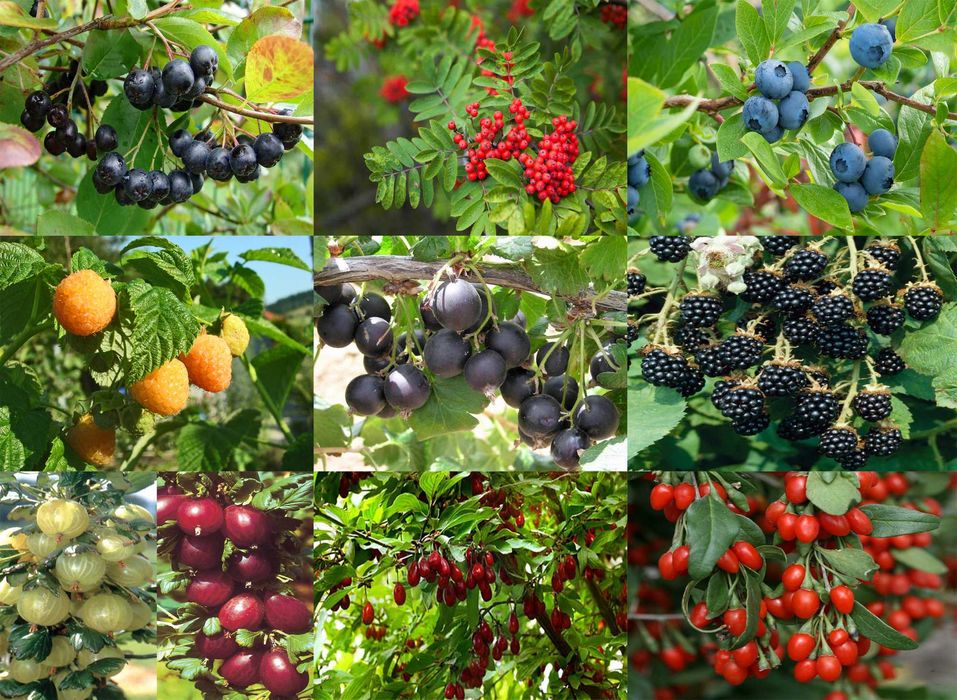 Fructiferi in ghiveci Plantare tot anul Lamai Mosmon Corn Coacaz Dud Afin Aronia Zmeur Alun Vita de vie