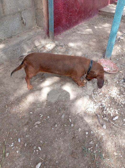 Продаю Таксу сучка