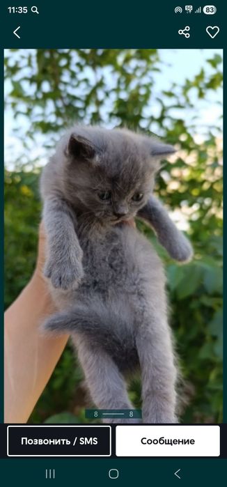 Срочно продаётся котёнок 800000сум