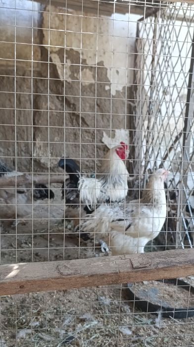Brama tovuq xòroz