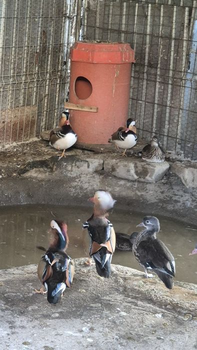 Vand rațe mandarin
