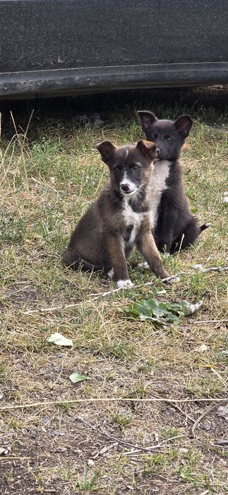 Пристраиваются щеночки в добрые руки