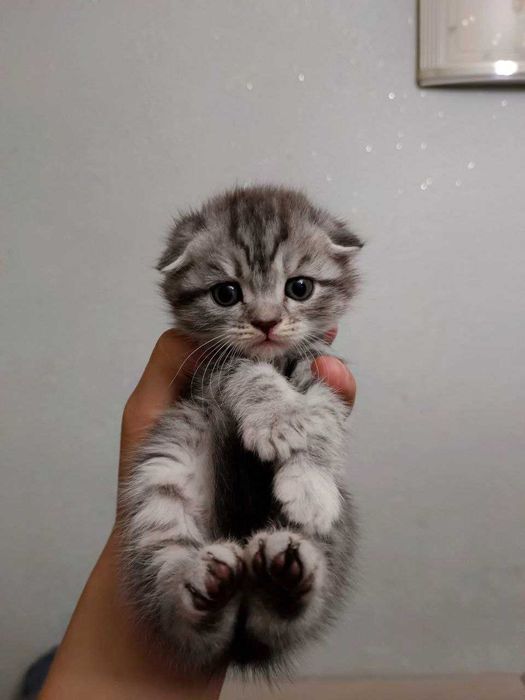 Продается котёнок