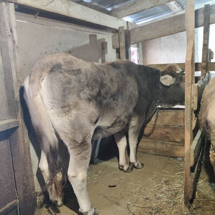 Тёлка алатауская