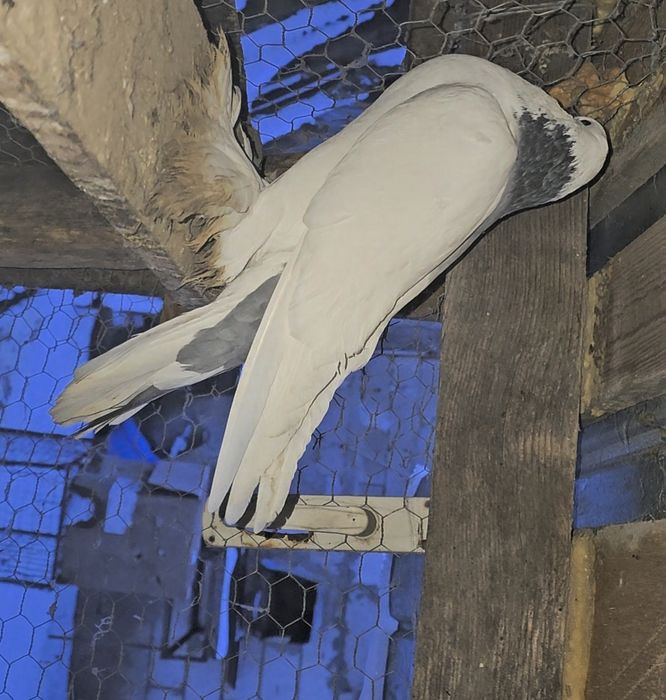 Femela gusat de pomerania